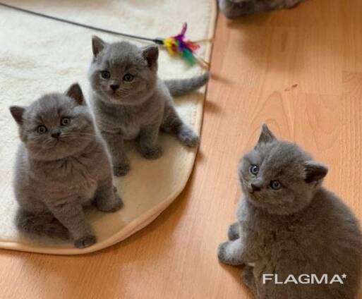 Affectionate male and female British shorthair kittens available