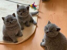 Affectionate male and female British shorthair kittens available