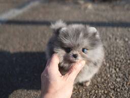 Beautiful Pomeranian puppies Available