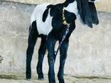 Beetal goat for sale - photo 1