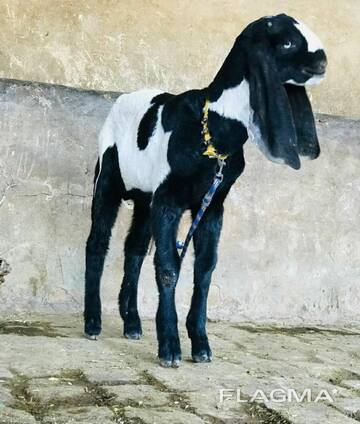 Beetal goat for sale