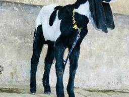 Beetal goat for sale