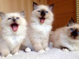 Birman kittens for sale