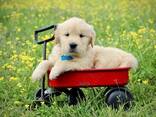 Chunky Golden Retriever Puppies For Sale - photo 1