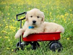 Chunky Golden Retriever Puppies For Sale