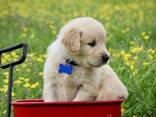 Chunky Golden Retriever Puppies For Sale - photo 3