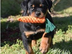 Chunky Rottweiler Puppies For Sale