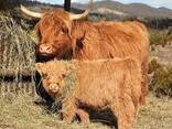 Quality cattle - photo 1