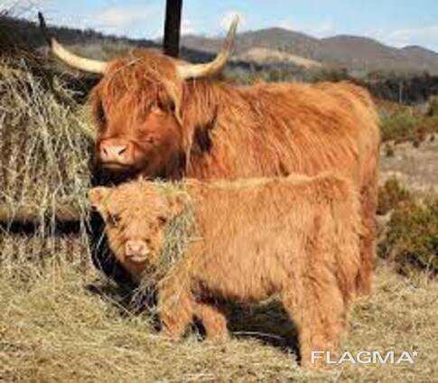 Quality cattle