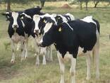 Quality cattle - photo 2