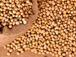 Soya (soybeans) - photo 1
