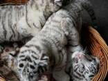 White Tiger Cubs For Sale - photo 3